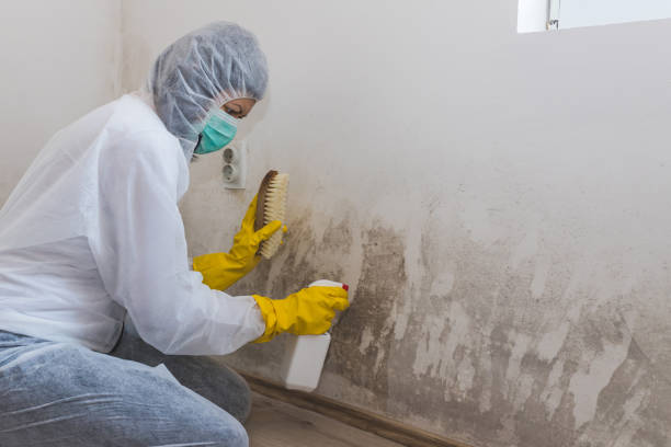Best Office Mold Removal Services  in New Franklin, MO