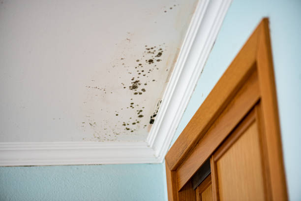 Best Home Mold Removal  in New Franklin, MO
