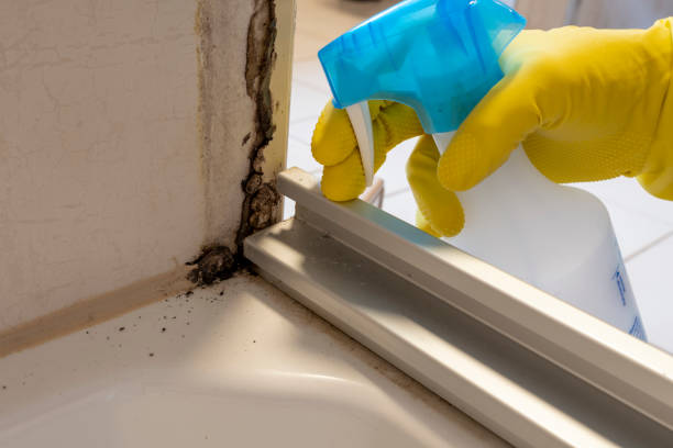 Best Local Mold Removal Service  in New Franklin, MO