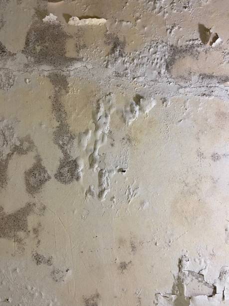 New Franklin, MO Mold Removal Company