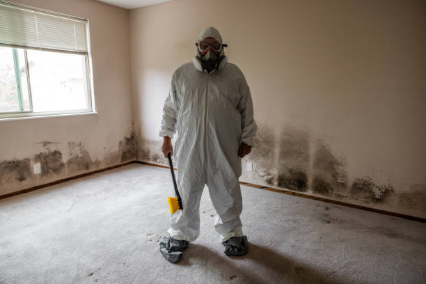 Best Same-Day Mold Removal  in New Franklin, MO