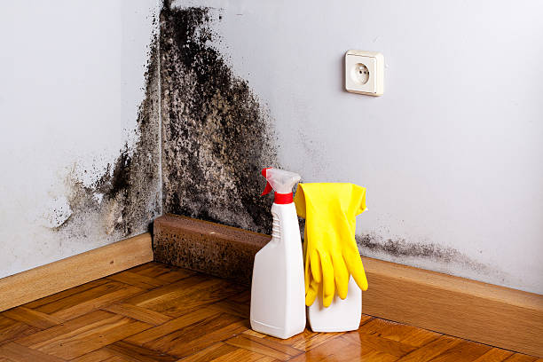 Best Black Mold Removal  in New Franklin, MO