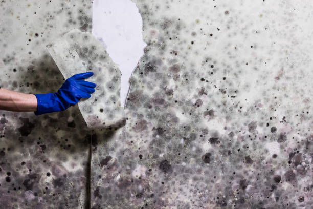Best Commercial Mold Removal  in New Franklin, MO