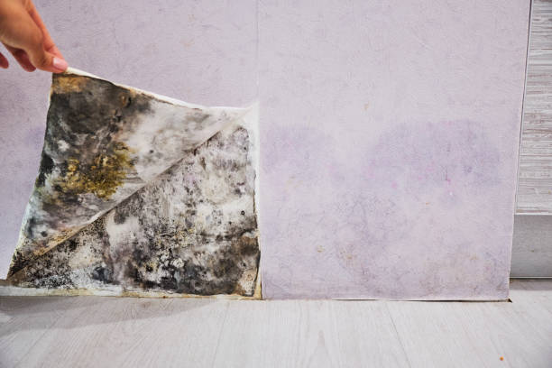 Best Mold Damage Repair  in New Franklin, MO